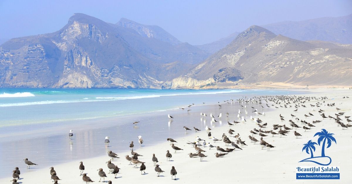 West Salalah Tour - Half Day - Mughsail Beach & Blowholes - in 2023