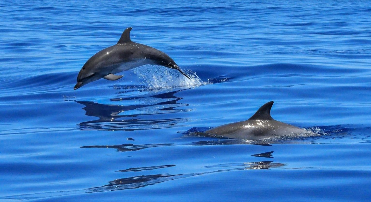 Unique Dolphin Swimming Experience In Salalah Oman - In 2023